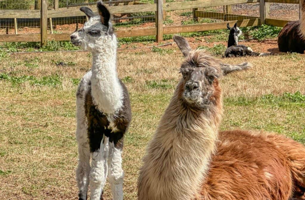 Llamas at Divine Llama Winery