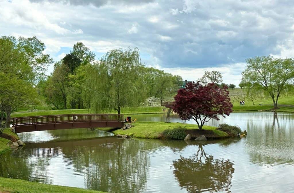 Shelton Vineyards pond