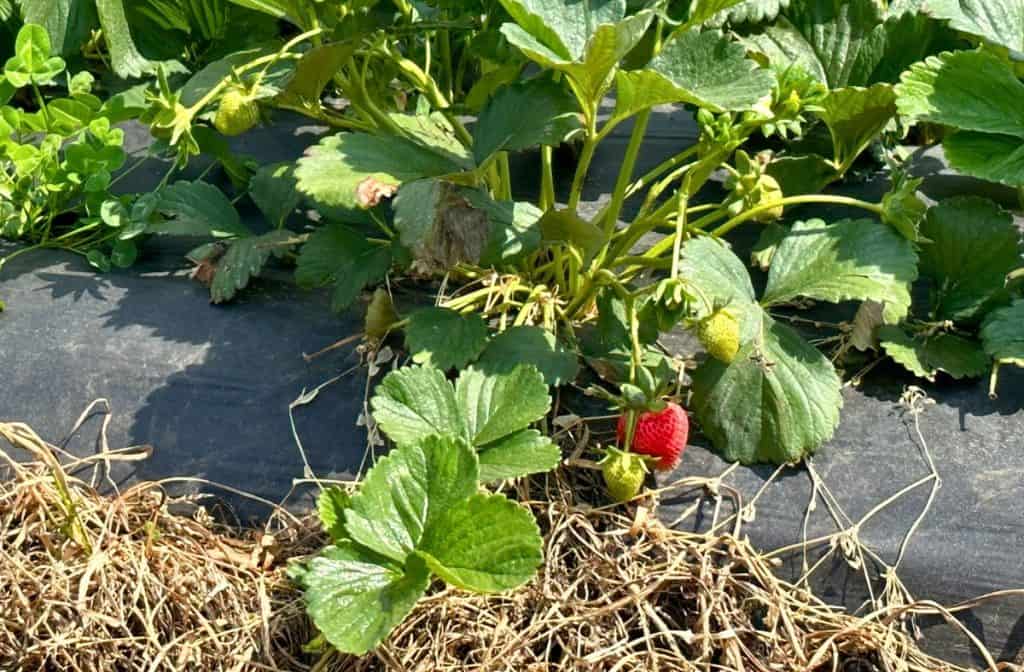 Patterson Farms Strawberry Picking