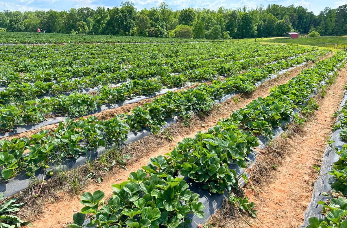 Patterson Farms Strawberry Field