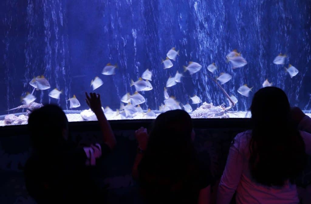 Jelly Fish at the Sealife aquarium