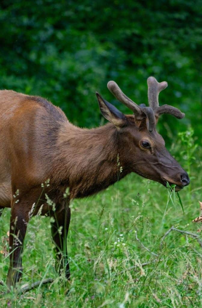 Buck Elk in Smoky Mountains National Park