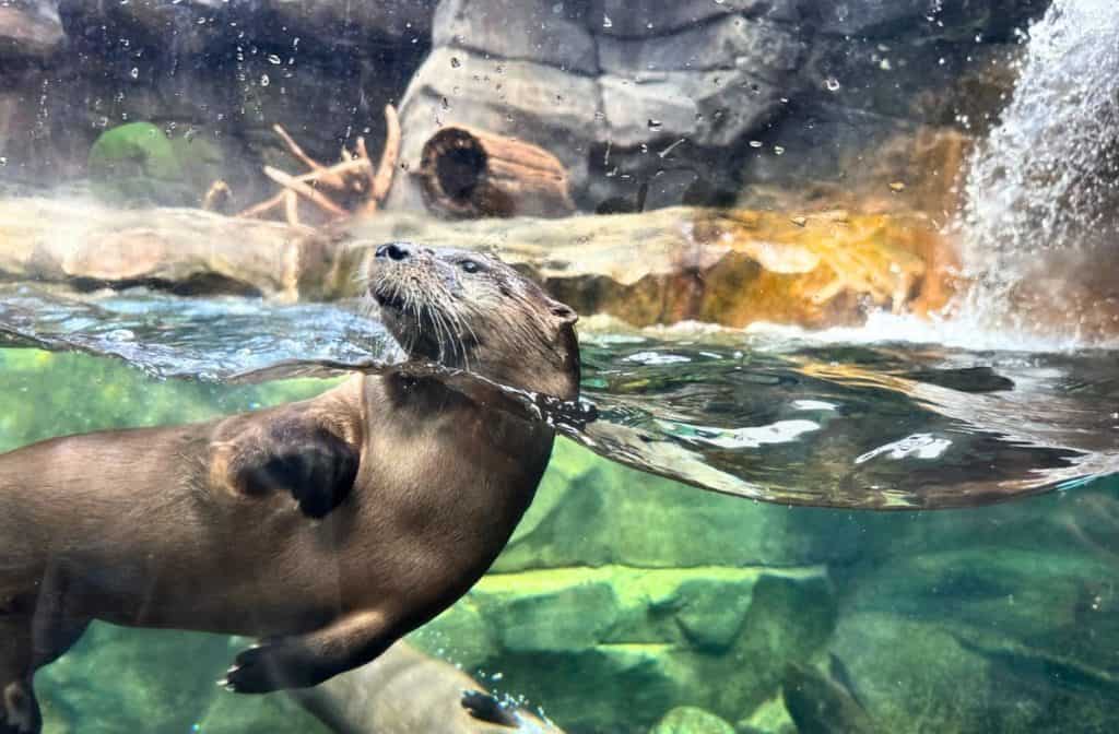 playful otter at the aquarium up against the glass