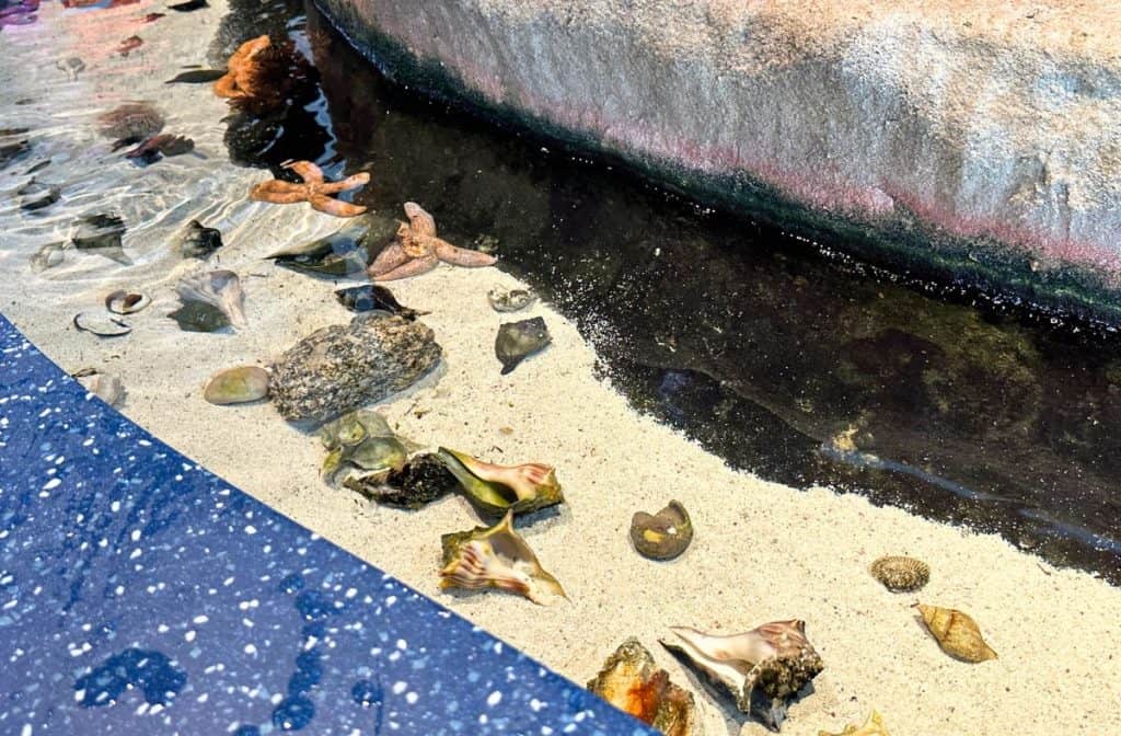 the touch tank at the aquarium with starfish, conch shells and more
